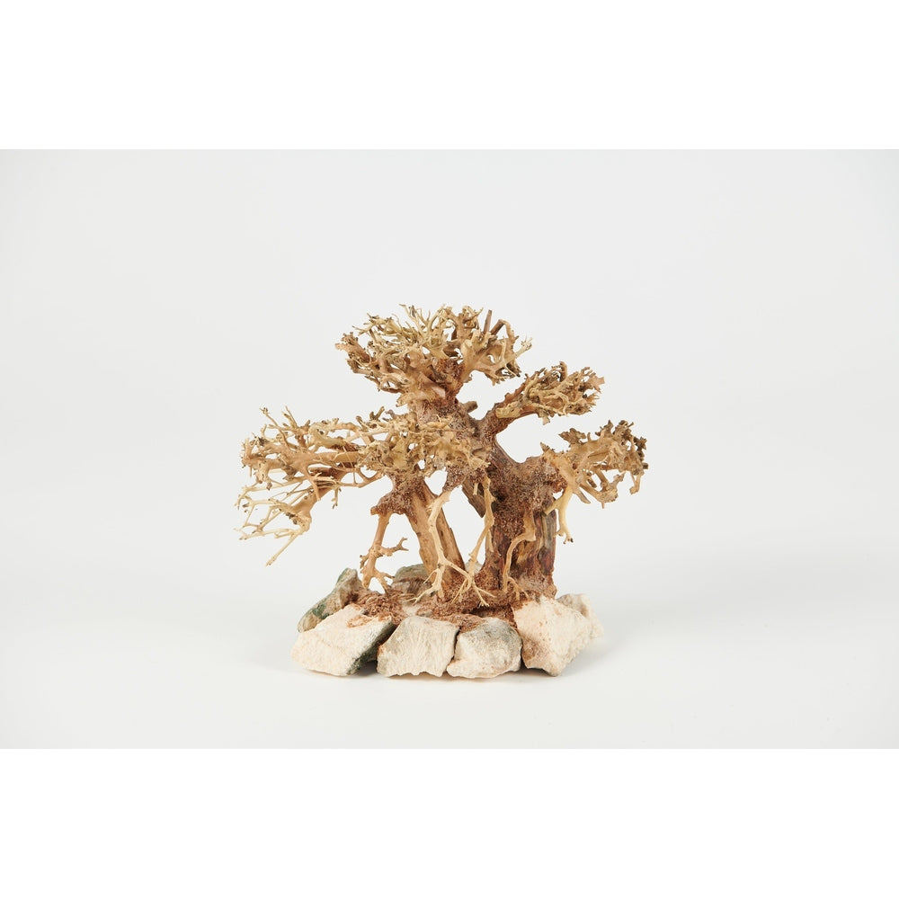 bonsai driftwood, large aquarium wood, aquascaping decor, 40x30cm bonsai wood, Golden Tree Bonsai, terrarium wood, planted tank hardscape, aquarium bonsai