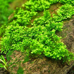 Mini Coral Moss