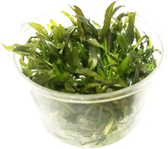 Tissue Culture Cup - Wendtii Broad Leaf