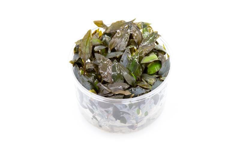 Tissue Culture Cup - Cryptocoryne Wendtii Brown