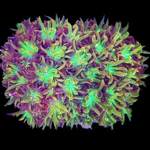 Galaxea Gold Tip Coral