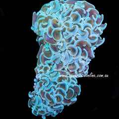 Euphyllia Ancora Hammer Coral