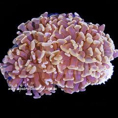 Euphyllia Ancora Gold Hammer Coral