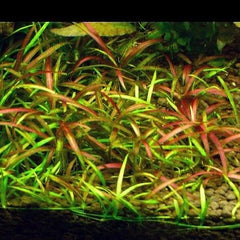 Helanthium tenellum "Micro"