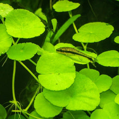 Hydrocotyle Cardamine Giant