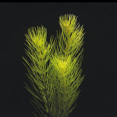 Pine Needle Hydrotriche Hottoniiflora