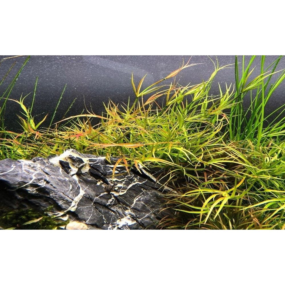 Juncus Repens