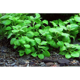 Lobelia Carinalis