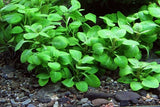 Lobelia Carinalis