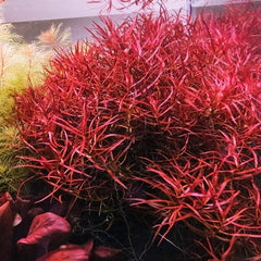 Ludwigia Arcuata