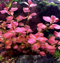 Ludwigia Ovalis