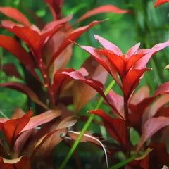 Ludwigia Repens Rubin