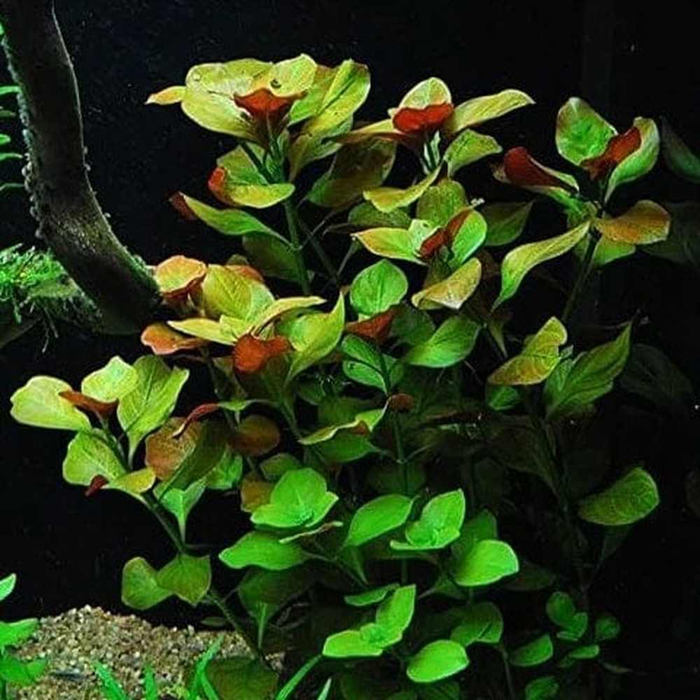 Ludwigia Repens