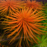 Ludwigia Inclinata Verticillata Pantanal