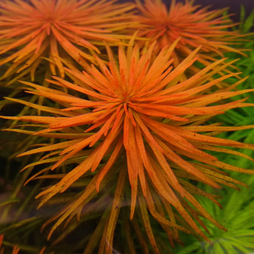 Ludwigia Inclinata Verticillata Pantanal