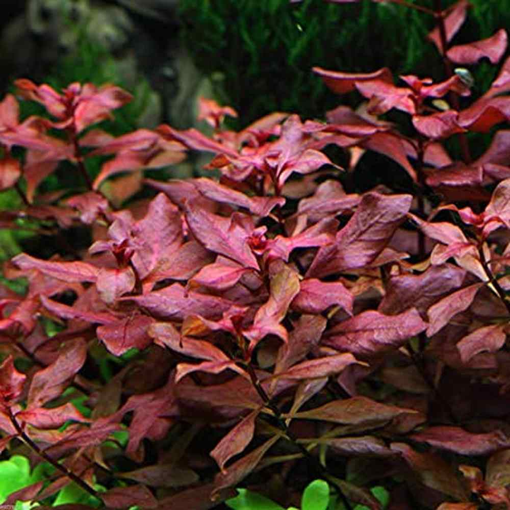 Ludwigia" Sp. 'Super Red'  