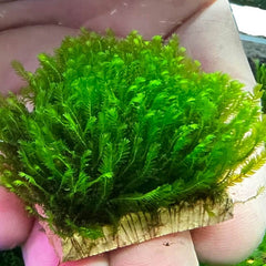 Mini Vietnam Moss
