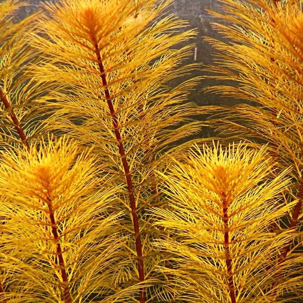 Myriophyllum Roraimi