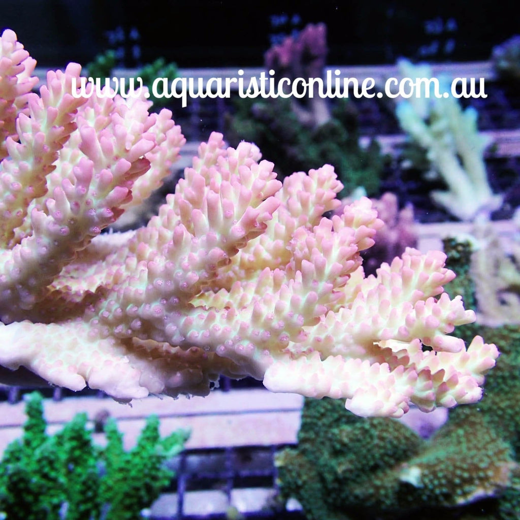 Coral - Acropora Sp. Strawberry Shortcake – Aquaristic Online