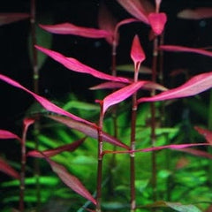 Persicaria Kawagoeanum