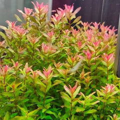 Rotala Macranda Green