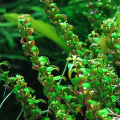 Rotala Macranda Pearl Tyoe 1