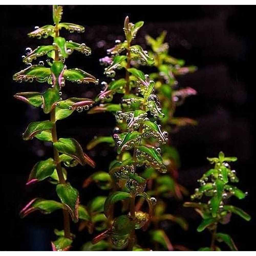 Rotala Macranda Pearl Type 2