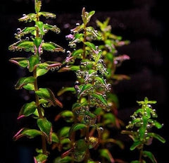 Rotala Macranda Pearl Type 2