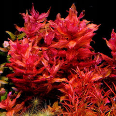 Rotala Macranda Variegated