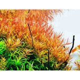 Rotala Ceylon
