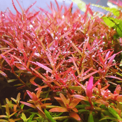 Rotala Colorata