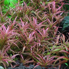 Rotala Sp Goias