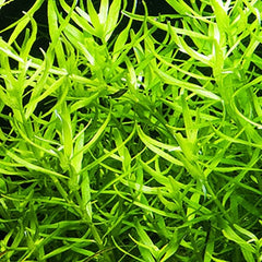 Rotala Sp Green