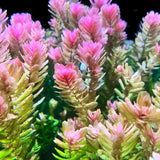 Rotala Tulunandesis