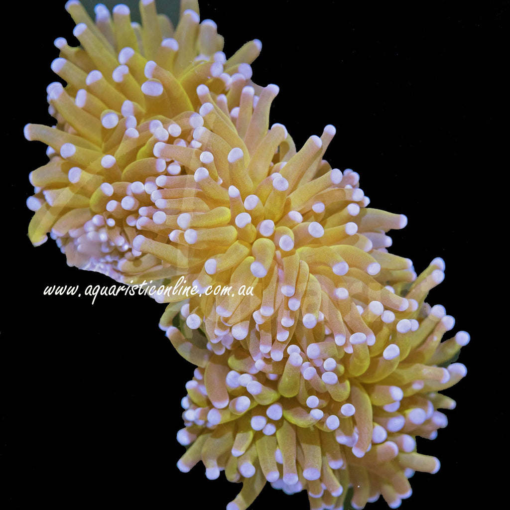 Euphyllia Toxic Gold Torch Coral