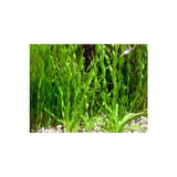 Vallisneria Contortionist