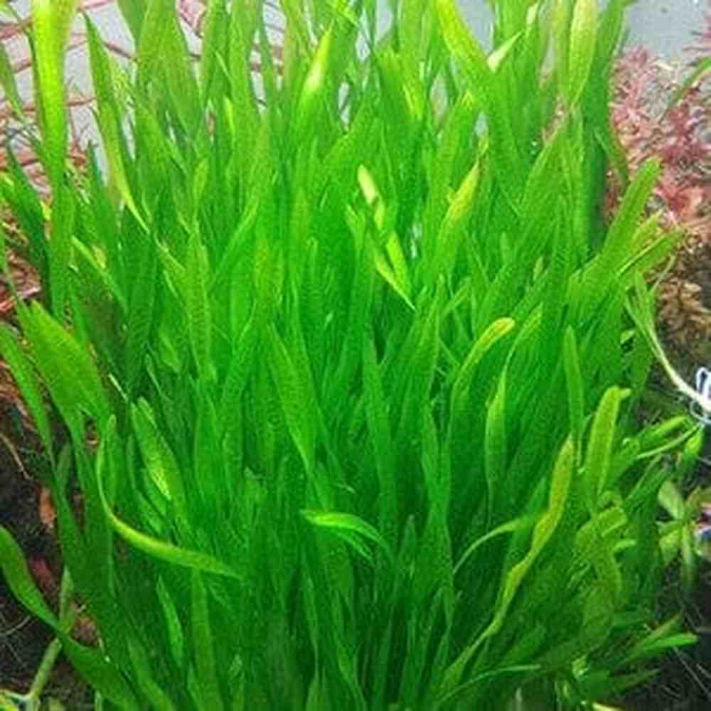 Vallisneria Corkscrew
