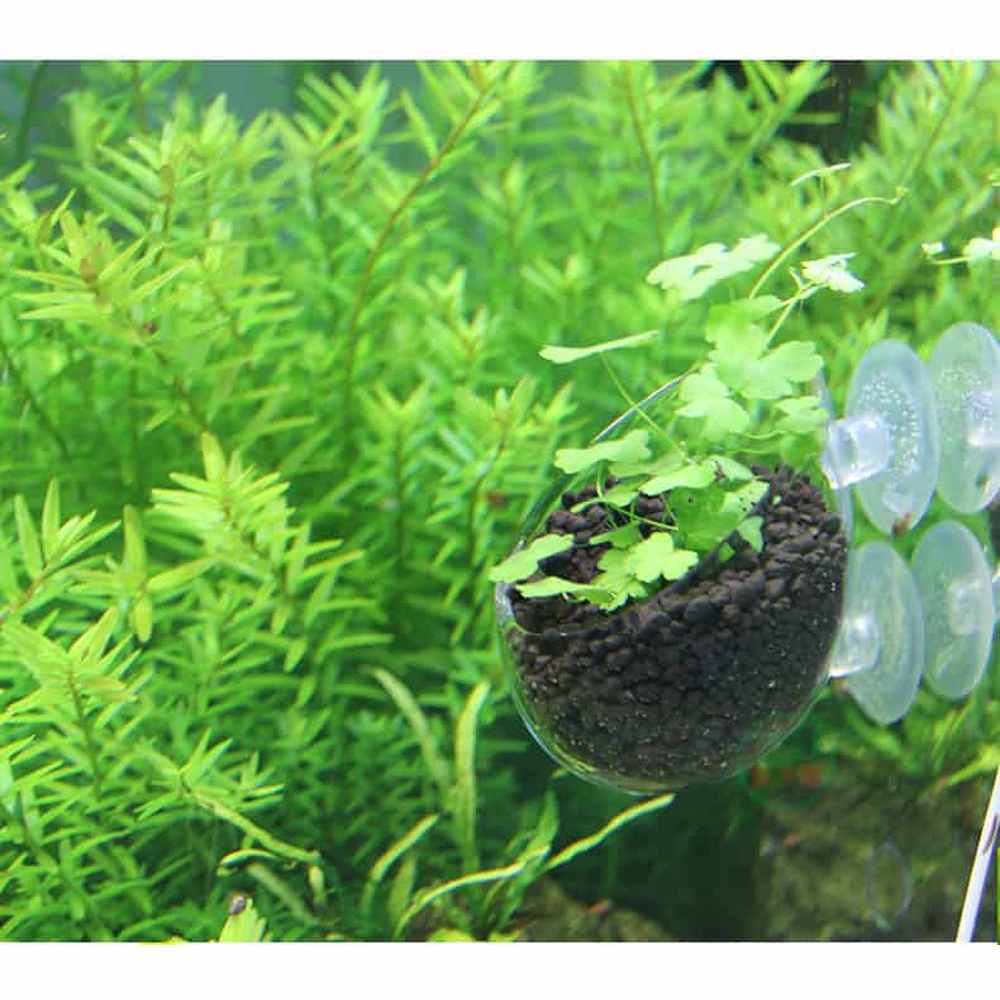 Viv Int Polka Substrate Pod